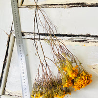 Naturally Dried Verticordia Nitens / Christmas Morrison / Myrtle - natural orange