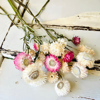 Naturally Dried Strawflower Daisy flower bunch - Helichrysum / Everlasting / Paper Daisy - stems / heads