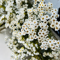 Naturally Dried Ixodia Mini Daisy / Mountain Daisy - White