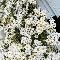 Naturally Dried Ixodia Mini Daisy / Mountain Daisy - White