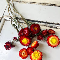 Naturally Dried Strawflower Daisy flower bunch - Helichrysum / Everlasting / Paper Daisy - stems / heads