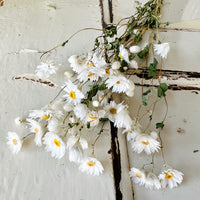 天然干燥的 Rhodanthe 永生雏菊花束