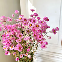 天然干燥的 Rhodanthe 永生雏菊花束
