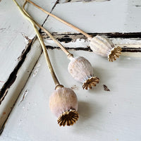 Naturally Dried Poppy Pods / Papaver - natural brown