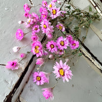 天然干燥的 Rhodanthe 永生雏菊花束