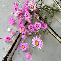 Naturally Dried Rhodanthe Everlasting Daisy