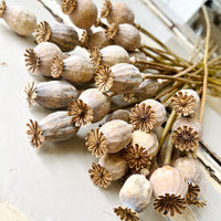 Naturally Dried Poppy Pods / Papaver - natural brown