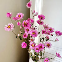 天然干燥的 Rhodanthe 永生雏菊花束