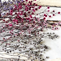 Dried Strillingia with pods