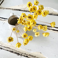Dried Little Star / Baby Blue / Stardust / Baby Daisy / Star Daisy / Glixia