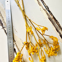 Preserved / Naturally Dried Kangaroo Paw