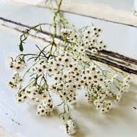 Naturally Dried Ixodia Mini Daisy / Mountain Daisy - White