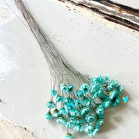 Dried Little Star / Baby Blue / Stardust / Baby Daisy / Star Daisy / Glixia