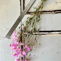 天然干燥的 Rhodanthe 永生雏菊花束