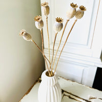 Naturally Dried Poppy Pods / Papaver - natural brown