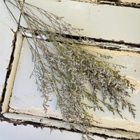 深色保鲜补血草 | 薄雾 | 海薰衣草