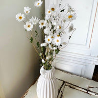 Naturally Dried Rhodanthe Everlasting Daisy