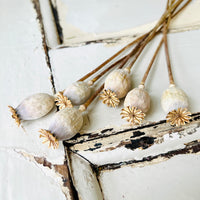 Naturally Dried Poppy Pods / Papaver - natural brown