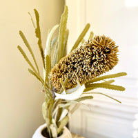 Naturally Dried Banksia & King Protea & Protea - Australian Native