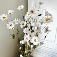 Naturally Dried Rhodanthe Everlasting Daisy