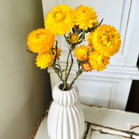 Naturally Dried Strawflower Daisy flower bunch - Helichrysum / Everlasting / Paper Daisy - stems / heads