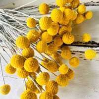 Naturally Dried Billy Button / Craspedia - Yellow