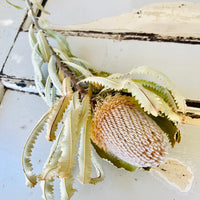 Naturally Dried Banksia & King Protea & Protea - Australian Native