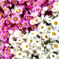 天然干燥的 Rhodanthe 永生雏菊花束