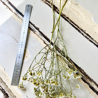 Naturally Dried Ixodia Mini Daisy / Mountain Daisy - White