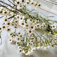 Naturally Dried Ixodia Mini Daisy / Mountain Daisy - White