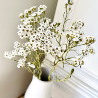 Naturally Dried Ixodia Mini Daisy / Mountain Daisy - White