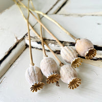 Naturally Dried Poppy Pods / Papaver - natural brown