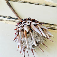 Naturally Dried Banksia & King Protea & Protea - Australian Native