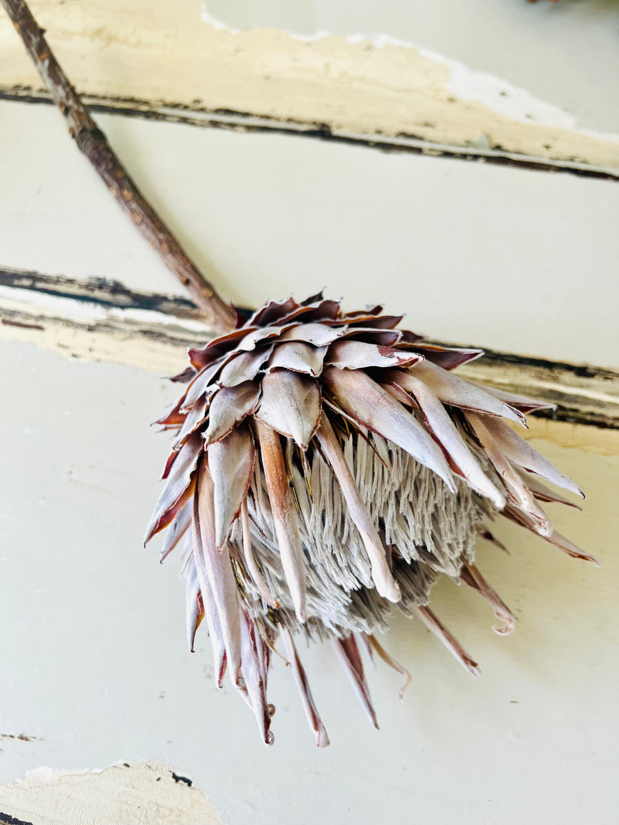 Naturally Dried Banksia & King Protea & Protea - Australian Native