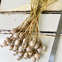 Naturally Dried Poppy Pods / Papaver - natural brown