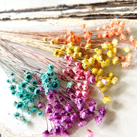 Dried Little Star / Baby Blue / Stardust / Baby Daisy / Star Daisy / Glixia
