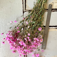 天然干燥的 Rhodanthe 永生雏菊花束