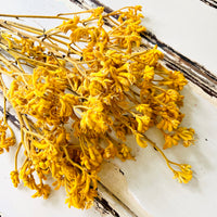 Preserved / Naturally Dried Kangaroo Paw