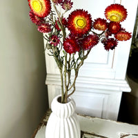 Naturally Dried Strawflower Daisy flower bunch - Helichrysum / Everlasting / Paper Daisy - stems / heads