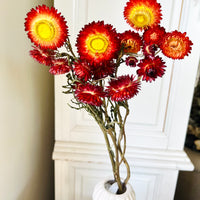 Naturally Dried Strawflower Daisy flower bunch - Helichrysum / Everlasting / Paper Daisy - stems / heads