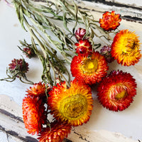 Naturally Dried Strawflower Daisy flower bunch - Helichrysum / Everlasting / Paper Daisy - stems / heads