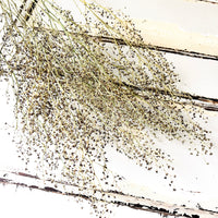 Naturally Dried Strillingia - without pods