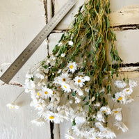 天然干燥的 Rhodanthe 永生雏菊花束