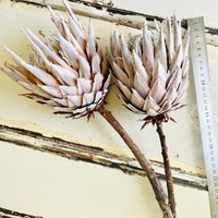 Naturally Dried Banksia & King Protea & Protea - Australian Native