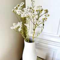 Naturally Dried Ixodia Mini Daisy / Mountain Daisy - White