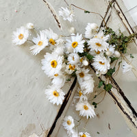 天然干燥的 Rhodanthe 永生雏菊花束