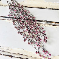 Dried Strillingia with pods