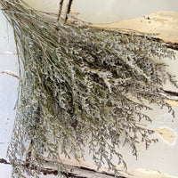 深色保鲜补血草 | 薄雾 | 海薰衣草