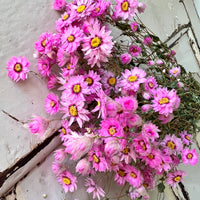 天然干燥的 Rhodanthe 永生雏菊花束