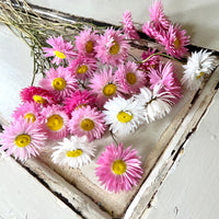 Naturally Dried Rhodanthe Everlasting Daisy - Medium / Large - white / pink